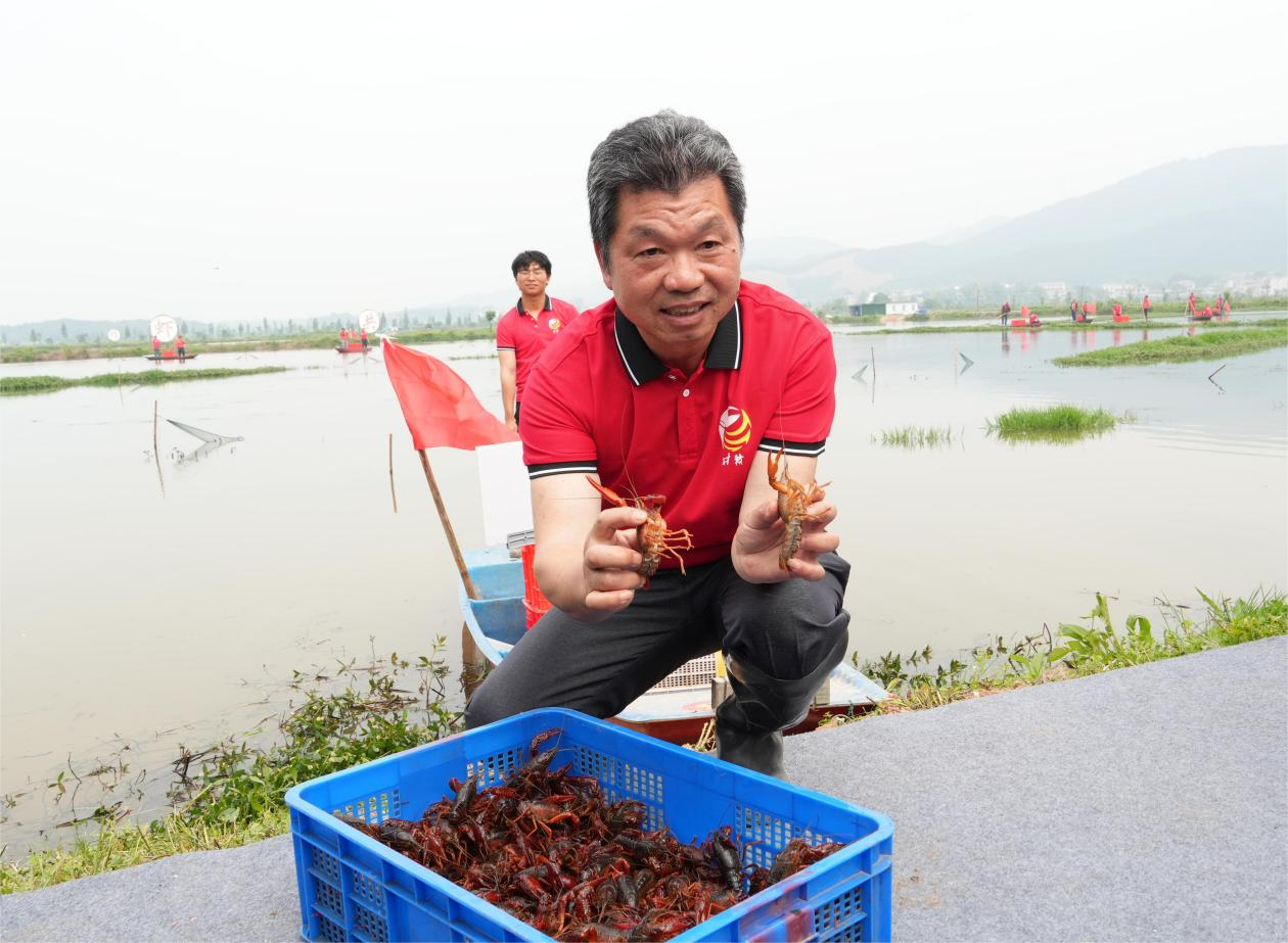 今年头网清水龙虾出水 （付文 摄）